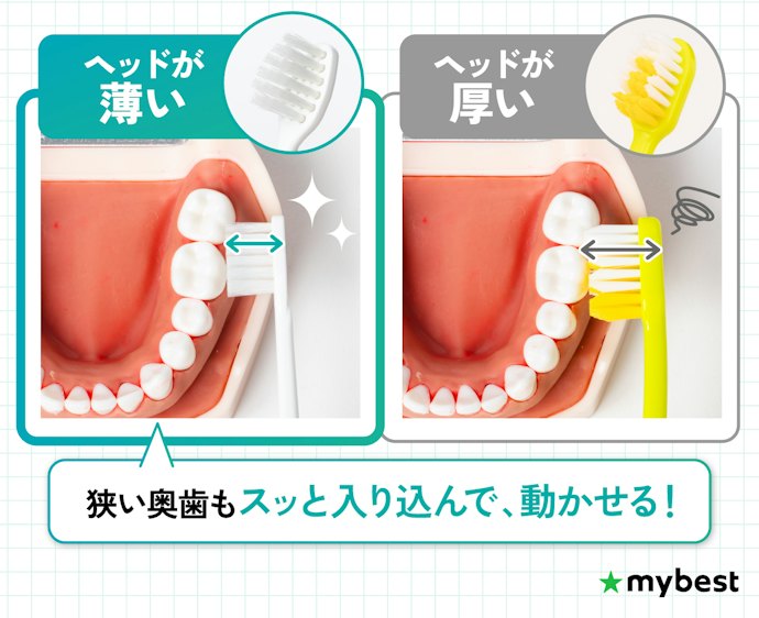 奥歯まですみずみ磨くなら、厚みと横幅が小さいヘッドがおすすめ