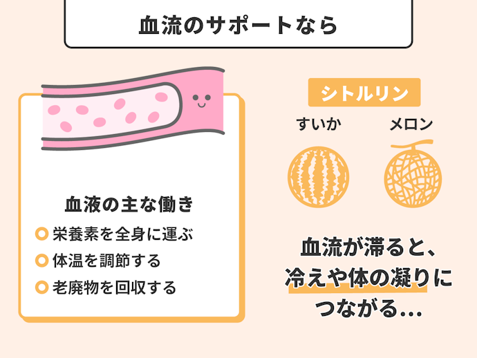 血流をサポート:シトルリン