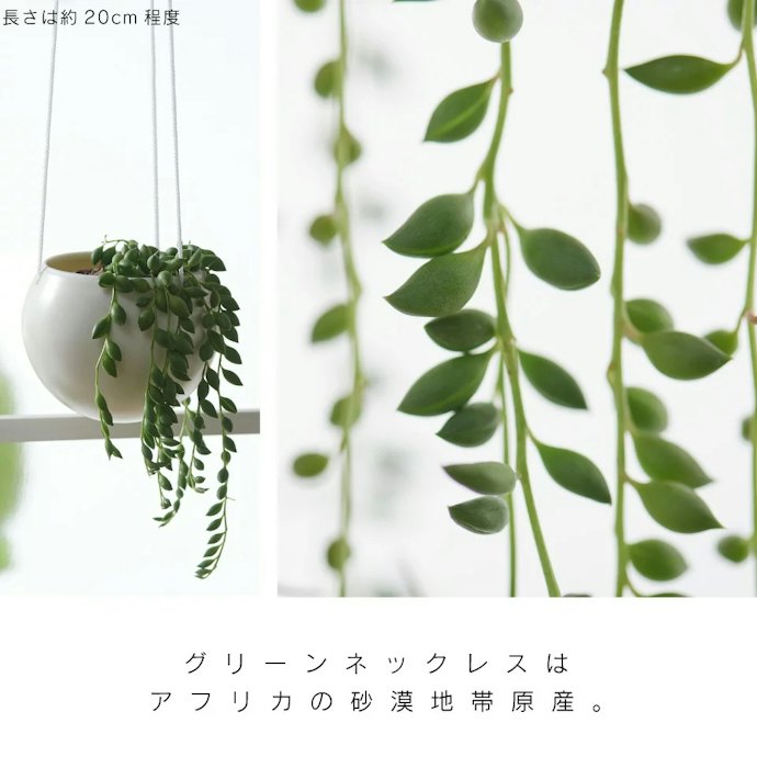 多肉植物:乾燥に強く水やりも少ない回数でOK。寄せ植えを楽しむのもおすすめ