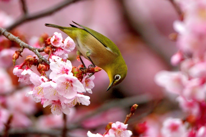 野鳥撮影に特化したAFを使いたいときは、鳥認識AFがあるか確認しよう