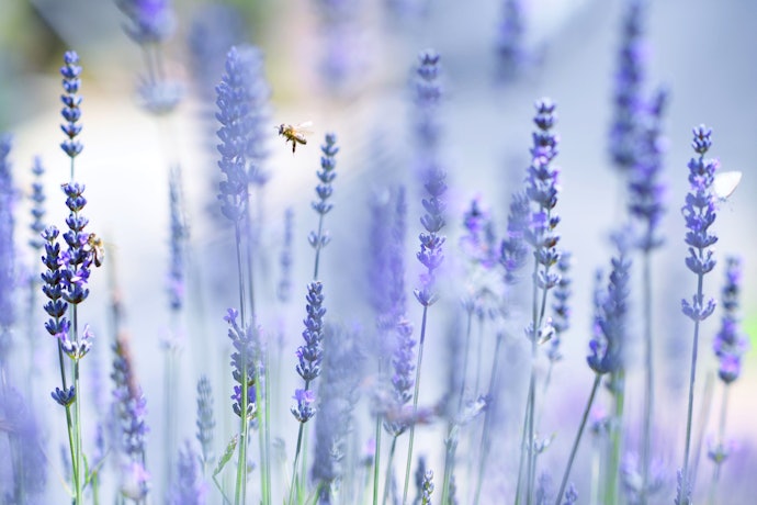 ハーブ系:ハーブのアロマを蜂蜜でも楽しめる
