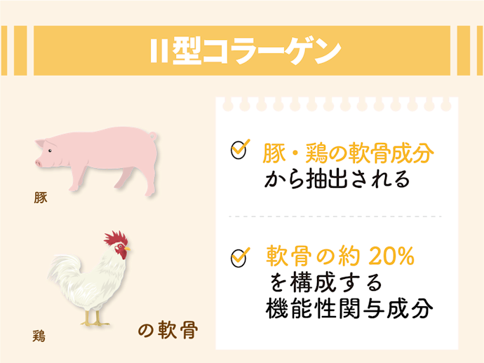 Ⅱ型コラーゲン:軟骨の約20%を占める主要成分