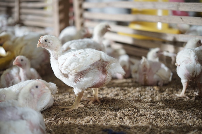 柔らかくジューシーな肉を求めるなら若鶏。なかにはハイグレードな銘柄鶏も