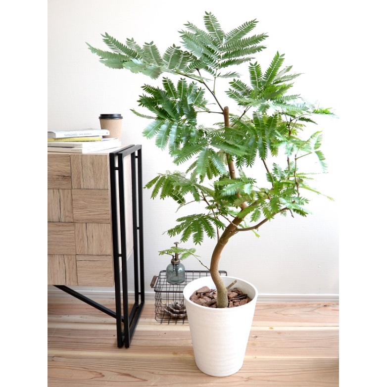 エバーフレッシュのおすすめ人気ランキング【2025年12月】 | マイベスト