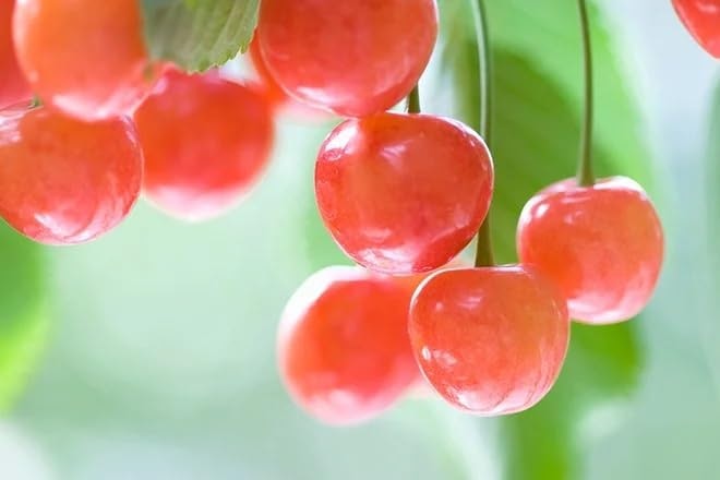 迷ったときは、国産品種のなかでも代表的な「佐藤錦」