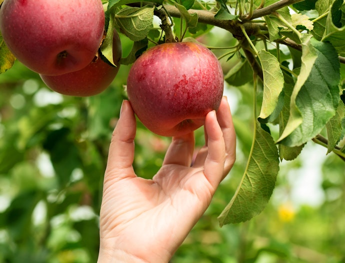 非破壊タイプ:果物や野菜を育てる農家の人にぴったり