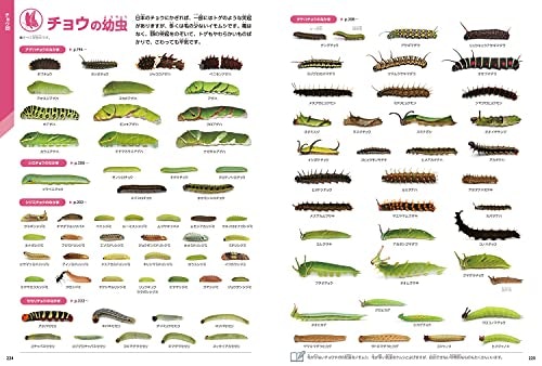 幅広い昆虫を知りたいときは、博物型の図鑑がおすすめ。最初の1冊にも