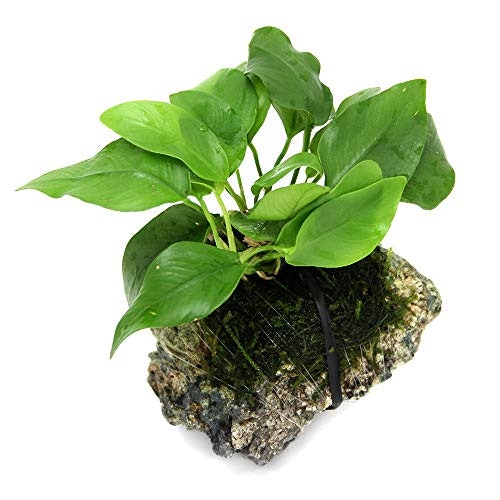 隠れ家になる水草があると、ベタが寝る・休む姿が見られる