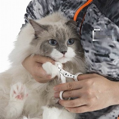 爪の断面はなめらか。ヒビ割れも残らなかった