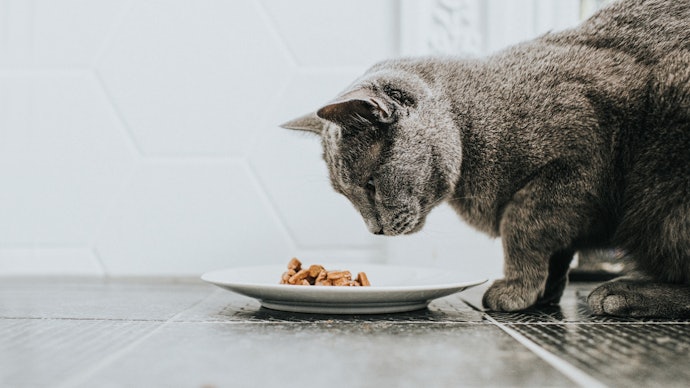 食事の量が減った愛猫には、健康維持に役立つ成分