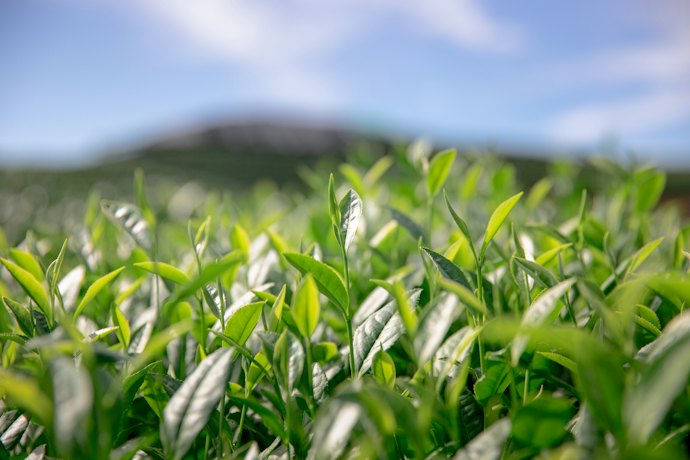 深いコクと濃厚な旨味を楽しみたいなら、狭山茶がおすすめ