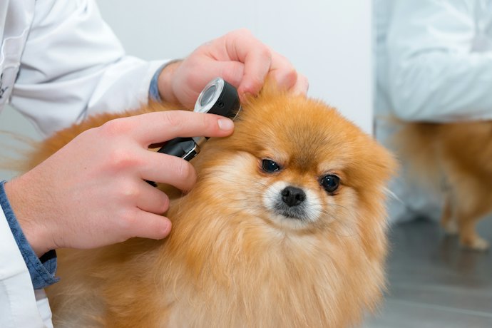 プロ向けのパウダータイプは避けるのがベター