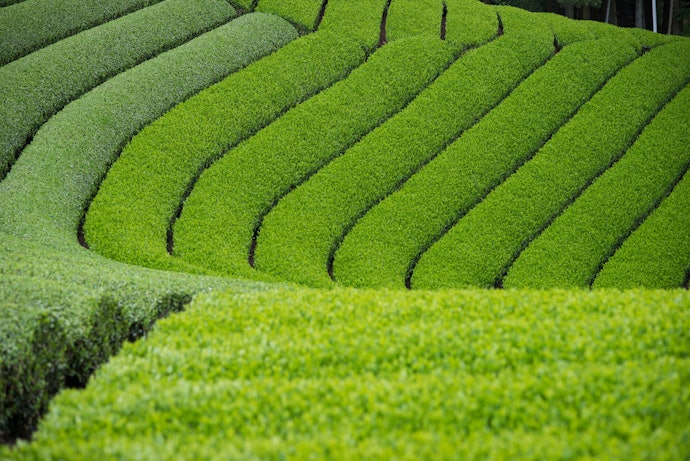 爽やかな茶葉本来の香りを楽しみたいなら、宇治茶をセレクト