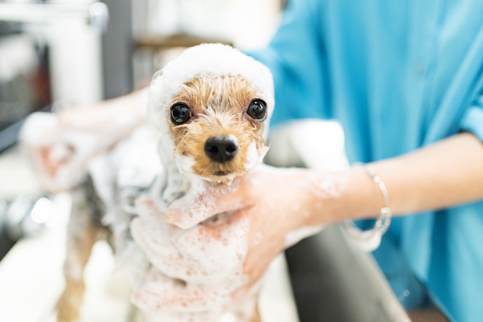 ケア用品|愛犬の健康と清潔を保つ