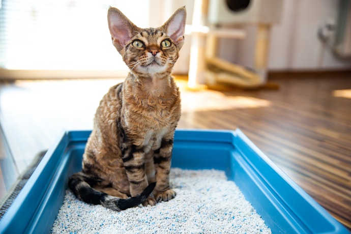 便秘・下痢が多い愛猫には、胃腸の健康をサポートする成分