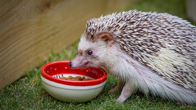 大人のハリネズミには、高タンパク・低脂肪の餌を与えよう