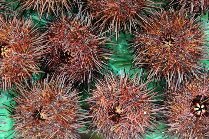 アカウニ:9〜10月が旬で、鮮烈な磯の味が醍醐味