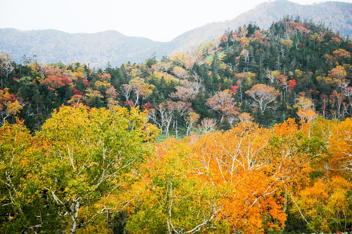 四季折々の景色を楽しむなら、山岳風景を望める宿がおすすめ