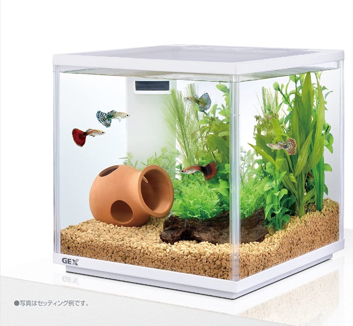 小型熱帯魚を飼育している人には、キューブ型の水槽がおすすめ