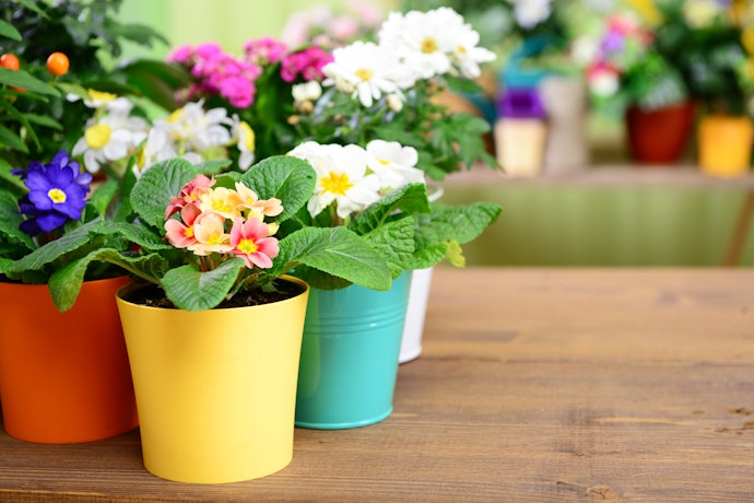 ガーデニング好きなお母さんには鉢植えがおすすめ