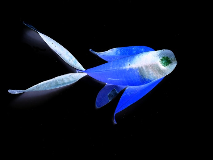 人気の深海魚について学べる「深海魚図鑑」