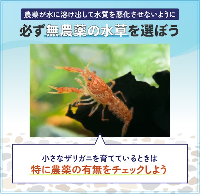 水草は無農薬のものを、補助食としてあげよう