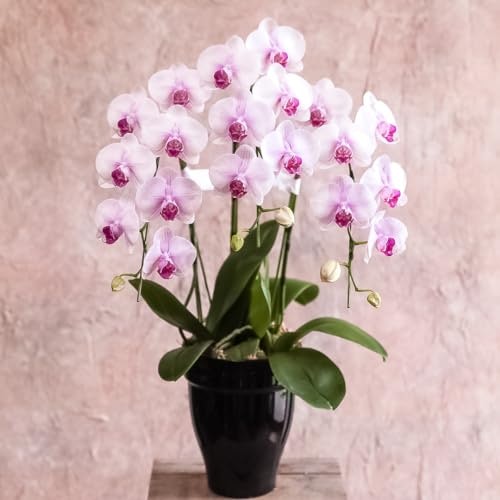 シンプルで定番の花ギフトを送りたいなら鉢植えタイプがおすすめ