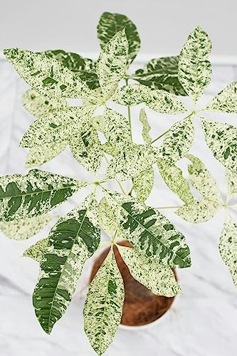 ミルキーウェイ:葉の模様がきれいな品種を探している人向け