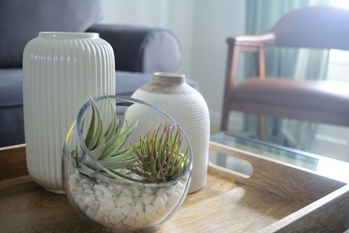エアコンを使う寝室やリビングには、乾燥に強い観葉植物がうってつけ