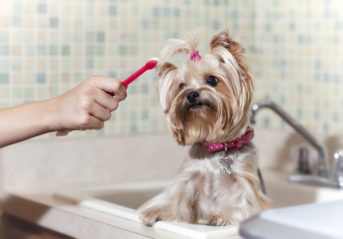 犬が飲んでも負担の少ない、自然由来成分配合がおすすめ