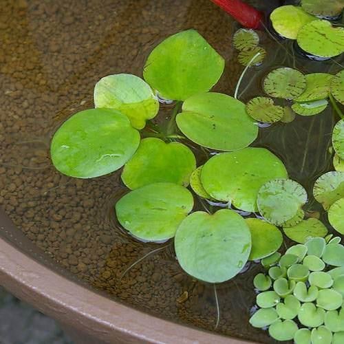水質適応幅が広い水草なら、水質管理の手間を減らせる