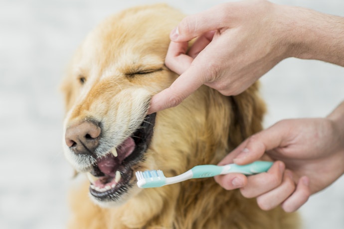 ブラシタイプはしっかり磨いて歯周のケアをしたい飼い主向け