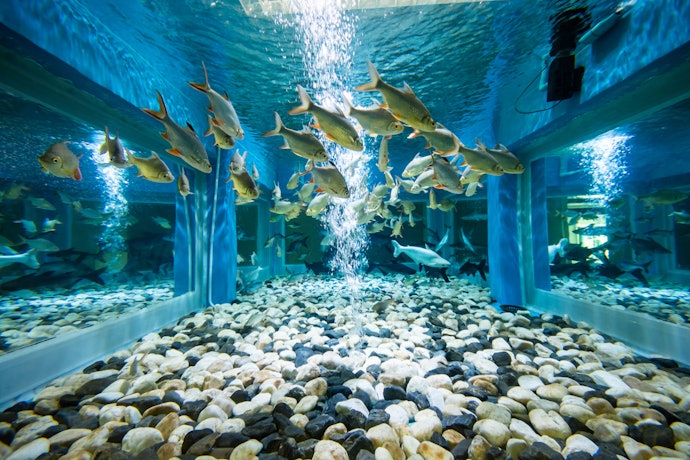 流量が多い外部フィルターがおすすめ。生物濾過が進みやすい