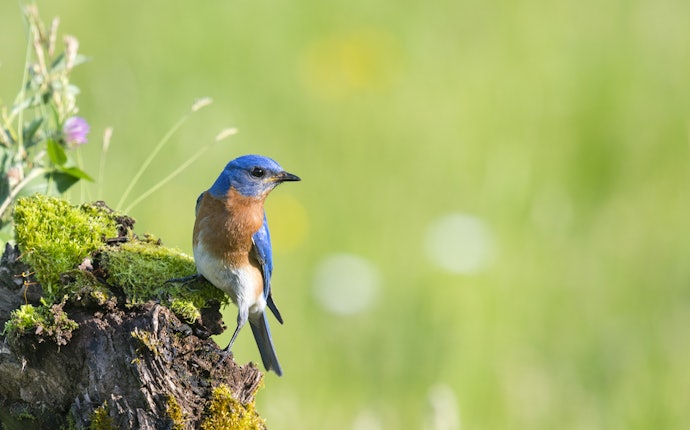 超望遠(400mm以上):野鳥やスポーツ試合の撮影にもってこい