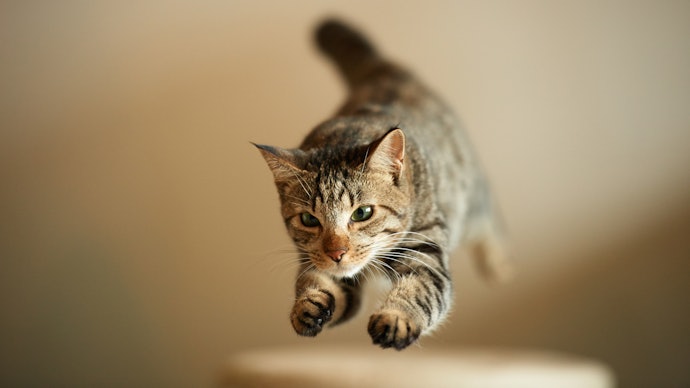 猫の体重に耐えられる?棚板の耐荷重を確認しよう