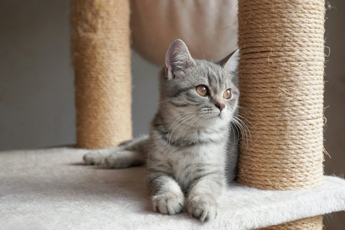ふわふわベッドや毛布が好きな猫には、布張りタイプがおすすめ