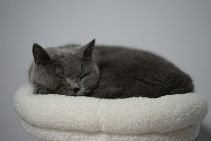 猫の体重に合った耐荷重は要チェック