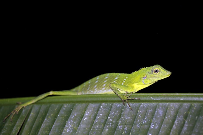 夜行性爬虫類には、カルシウムのみが理想的