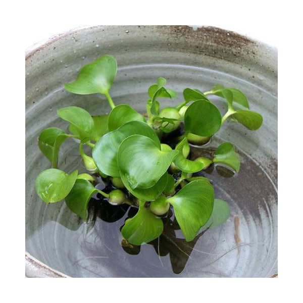 前景には浮葉植物・浮水植物がぴったり