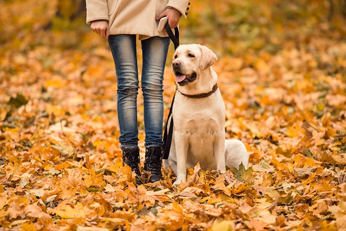 ペット同伴可なら、愛犬と一緒に自然を楽しめる