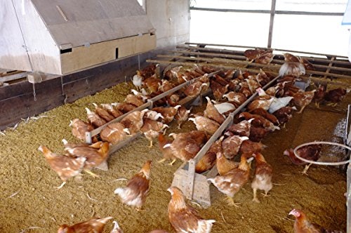 自然に近い環境で育った鶏の卵が食べたいなら「平飼い・放し飼い」がおすすめ