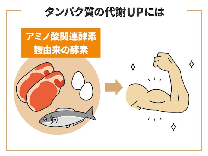 タンパク質を効率よく消化吸収したいなら、「アミノ酸関連酵素」や「麹由来の酵素」も