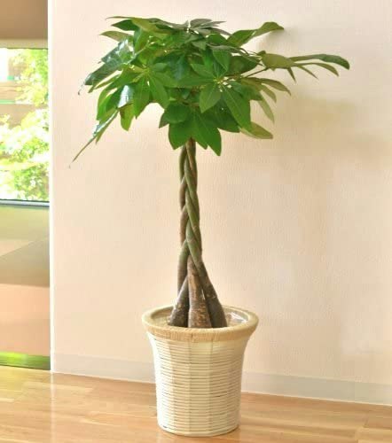 個体ごとの個性を楽しむなら、幹が曲がる植物をチョイス