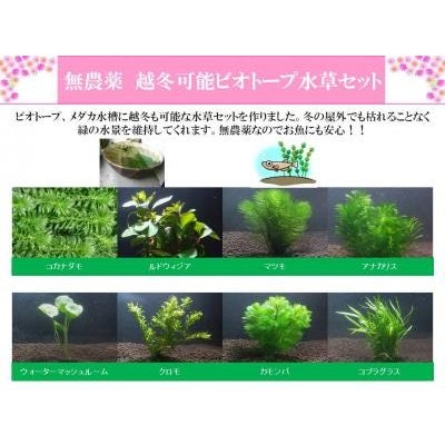 越冬できる水草なら、1年中屋外で楽しめる