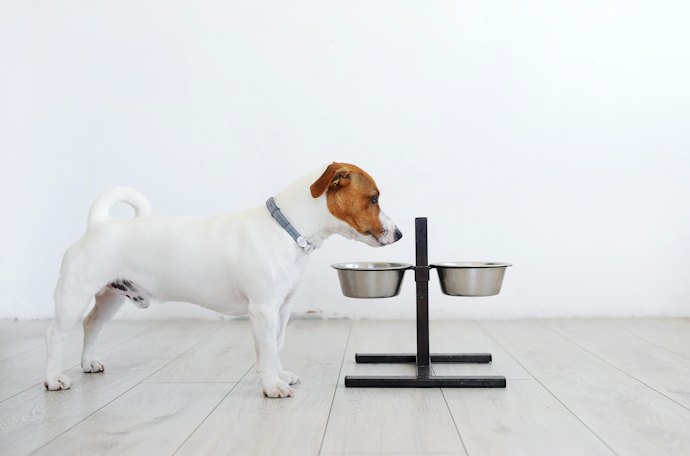 ラクな体勢で水を飲むには、犬の首がゆるやかに下がる高さがベター