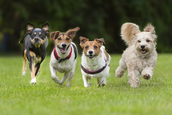 ドッグランがあれば、愛犬がのびのび走れてストレス発散可能!