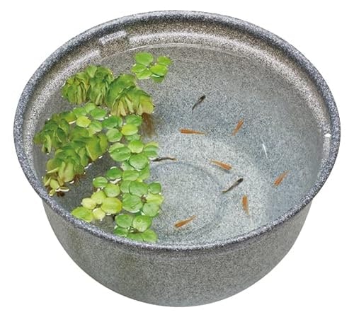 屋外飼育するなら、睡蓮鉢がぴったり