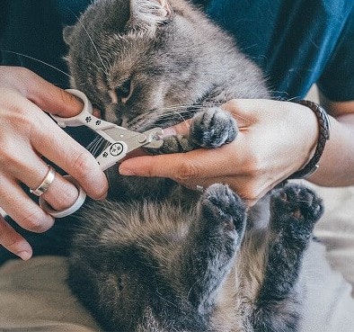 切断時の音は気にならない。スパッと切れ、気づかない猫もいたほど
