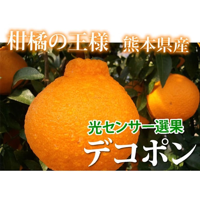 はじめてのお取り寄せにはデコポン発祥の地・熊本産を選ぼう