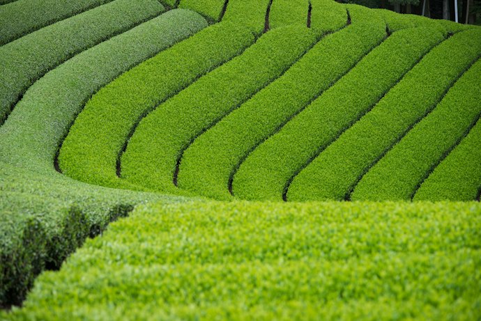 爽やかな茶葉本来の香りを楽しみたいなら、宇治茶をセレクト